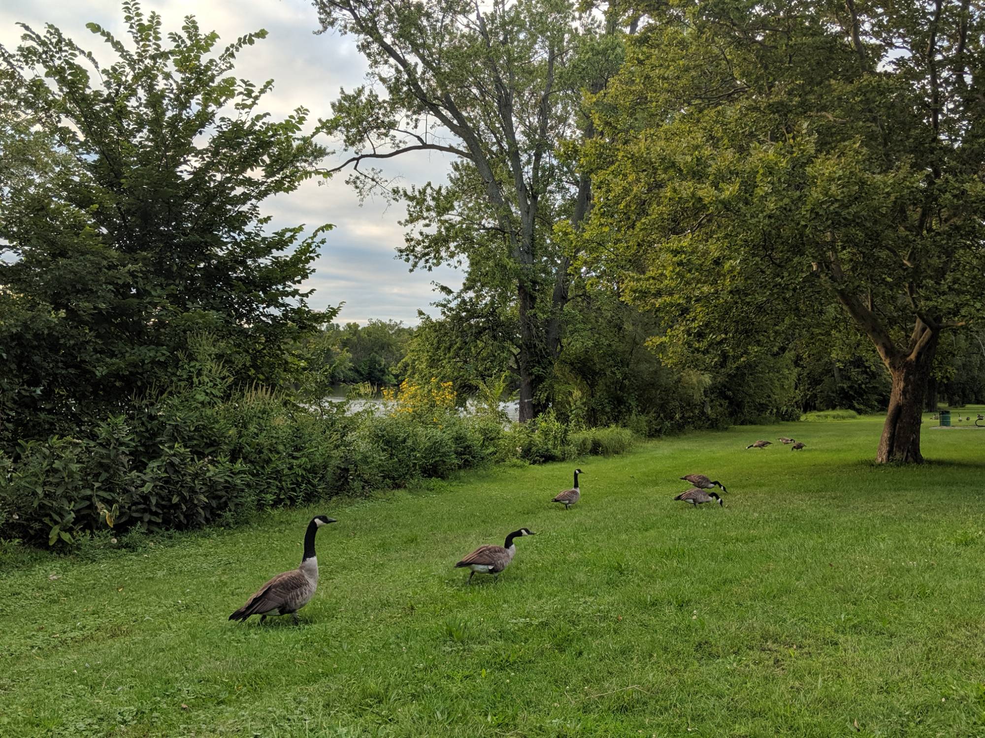 Geese in park